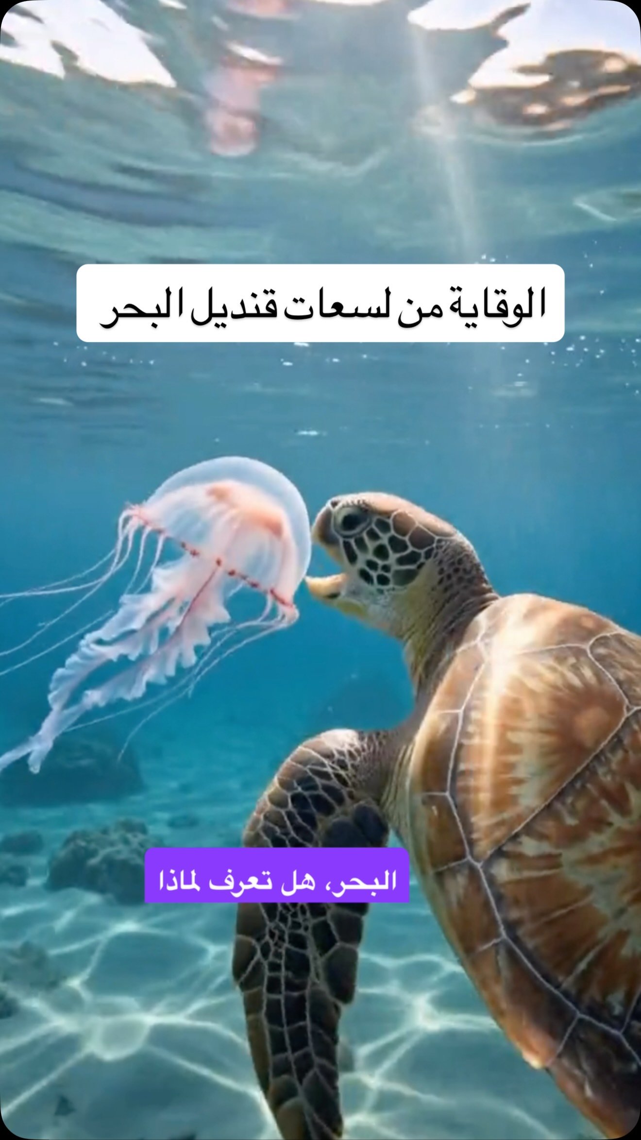 Jellyfish sting first aid for children — beach-safety reel for the UAE Ministry of Climate Change and Environment (Jul 2026)